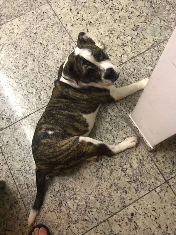 Cachorro raça American Bullying idade 7 a 11 meses nome Bella