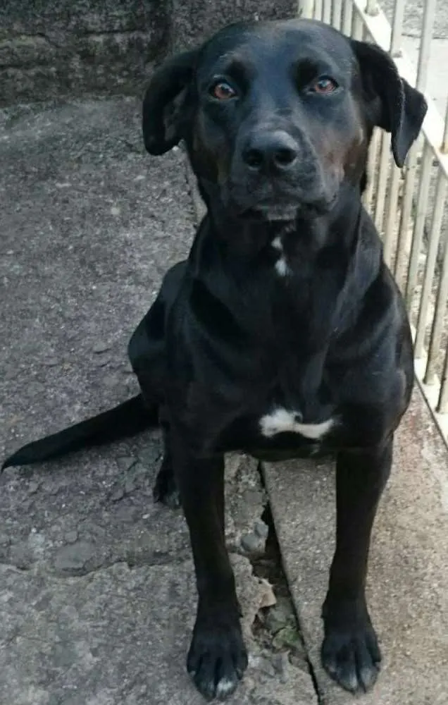 Cachorro ra a SRD idade 3 anos nome Nega