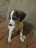 bobi