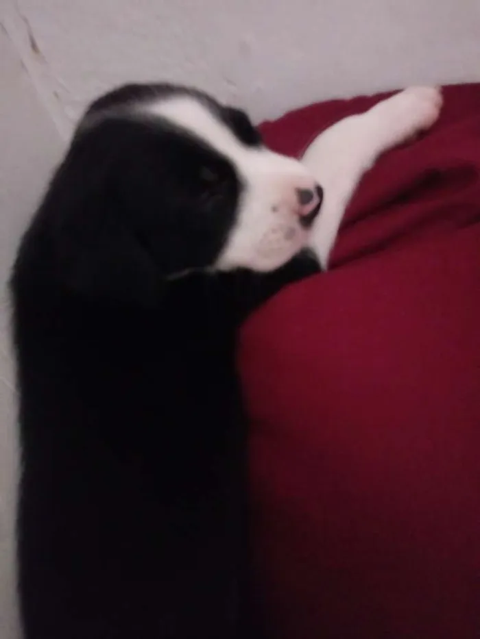 Cachorro ra a Srd idade Abaixo de 2 meses nome Frajola