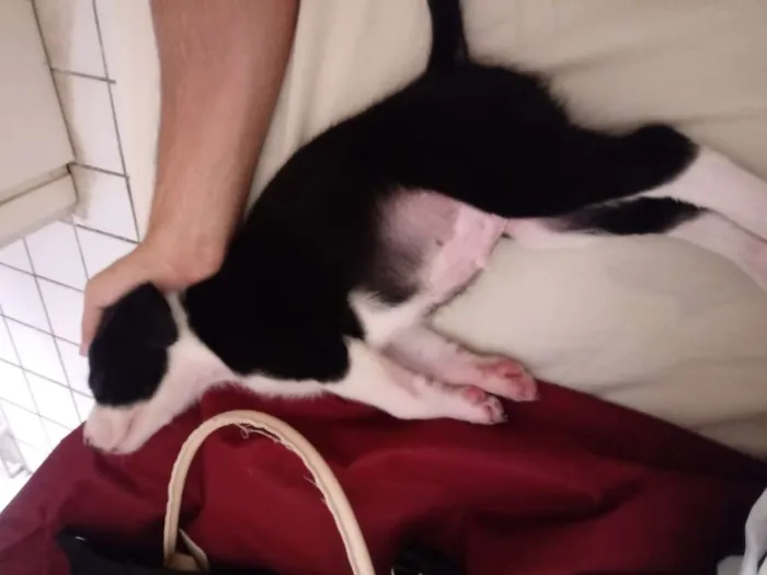 Cachorro ra a Srd idade Abaixo de 2 meses nome Frajola