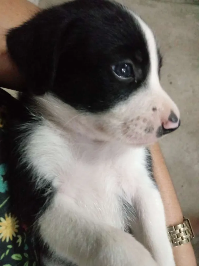Cachorro ra a Srd idade Abaixo de 2 meses nome Frajola