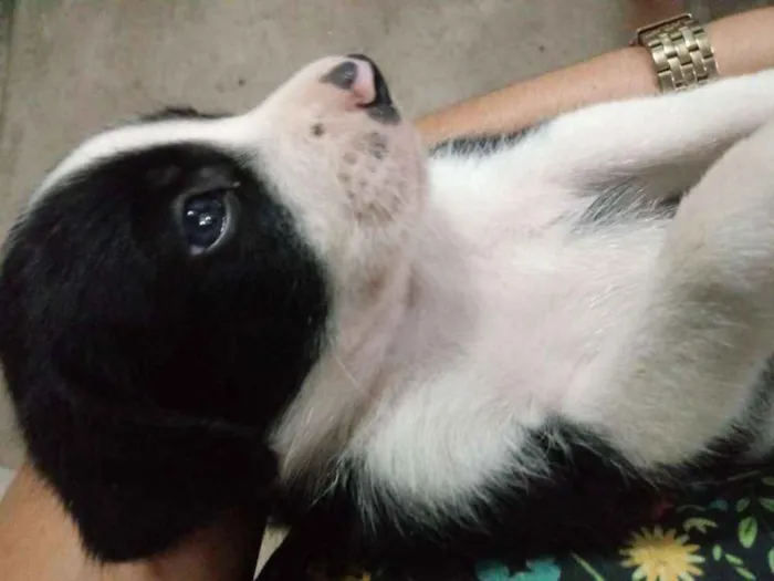 Cachorro ra a Srd idade Abaixo de 2 meses nome Frajola
