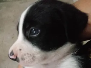 Cachorro raça Srd idade Abaixo de 2 meses nome Frajola