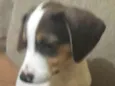 bobi