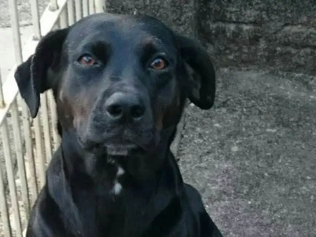 Cachorro ra a SRD idade 3 anos nome Nega