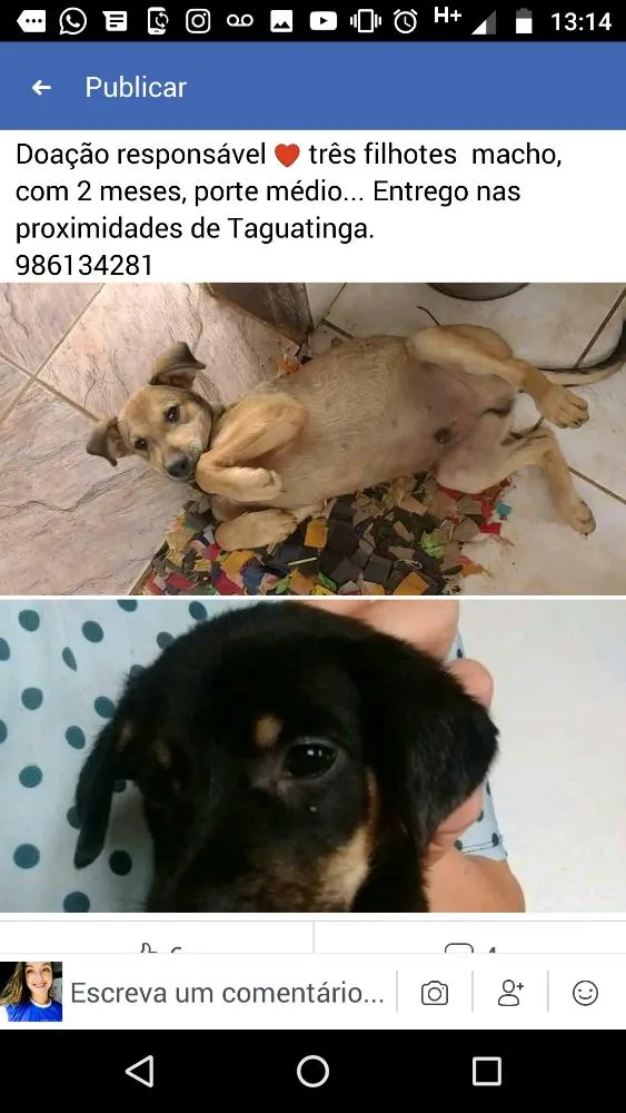 Cachorro ra a Sem raça definida idade 2 a 6 meses nome Sem nome definido