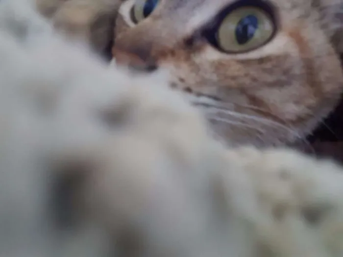 Gato ra a S/ raça idade 7 a 11 meses nome Penny