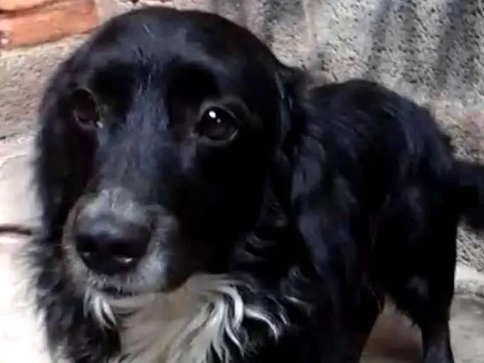 Cachorro ra a Mestiço de Cocker  idade 2 anos nome Neguinho 