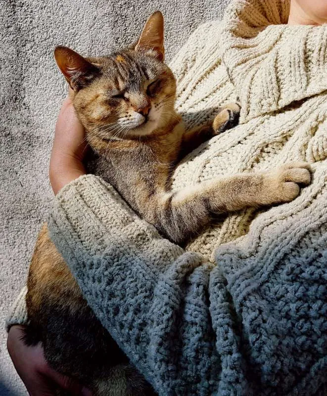 Gato ra a S/ raça idade 7 a 11 meses nome Penny