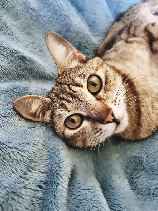 Gato ra a S/ raça idade 7 a 11 meses nome Penny