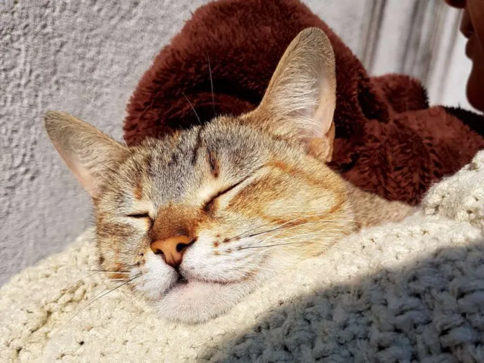Gato ra a S/ raça idade 7 a 11 meses nome Penny