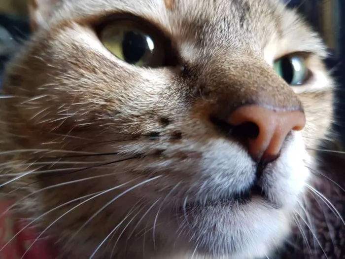 Gato ra a S/ raça idade 7 a 11 meses nome Penny