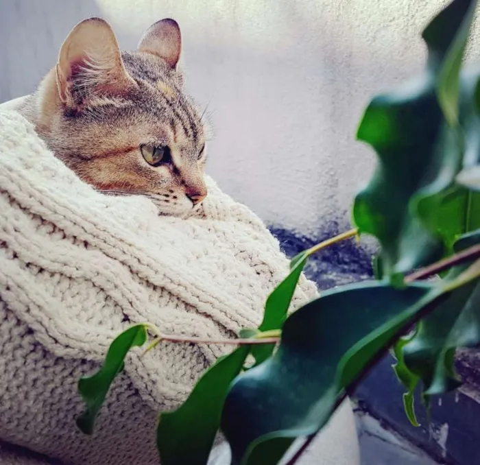 Gato ra a S/ raça idade 7 a 11 meses nome Penny