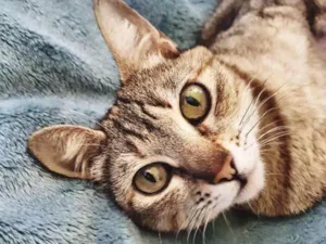 Gato raça S/ raça idade 7 a 11 meses nome Penny
