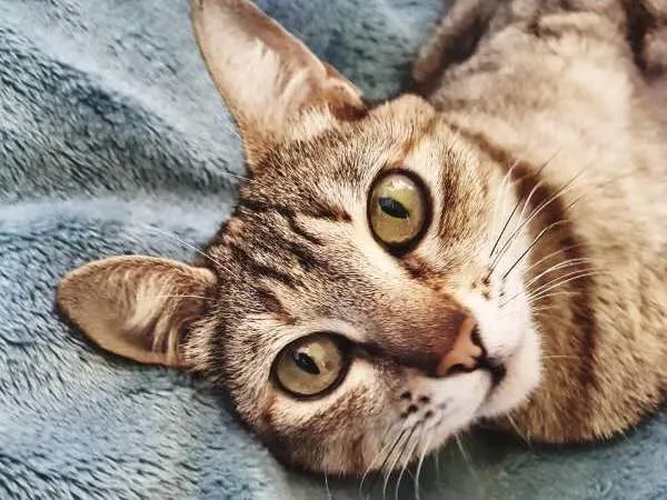 Gato ra a S/ raça idade 7 a 11 meses nome Penny