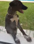 Pretinho 1