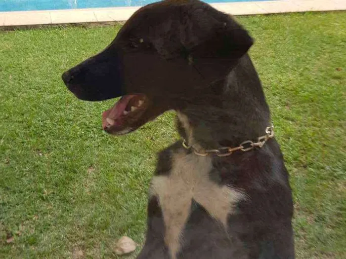 Cachorro ra a Sem raça  idade 2 a 6 meses nome Pretinho 1