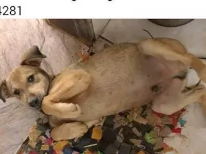 Cachorro raça Sem raça definida idade 2 a 6 meses nome Sem nome definido