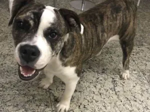 Cachorro raça American Bullying idade 7 a 11 meses nome Bella