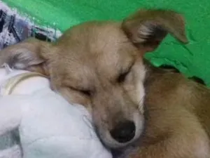 Cachorro raça vira lata idade 2 a 6 meses nome indefinido