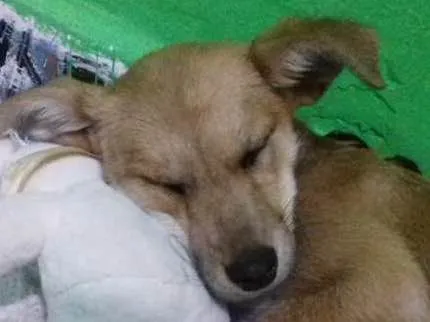 Cachorro ra a vira lata idade 2 a 6 meses nome indefinido