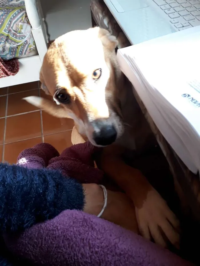 Cachorro ra a Vira lata  idade 2 a 6 meses nome CATITA