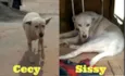 Cecy e Sissy