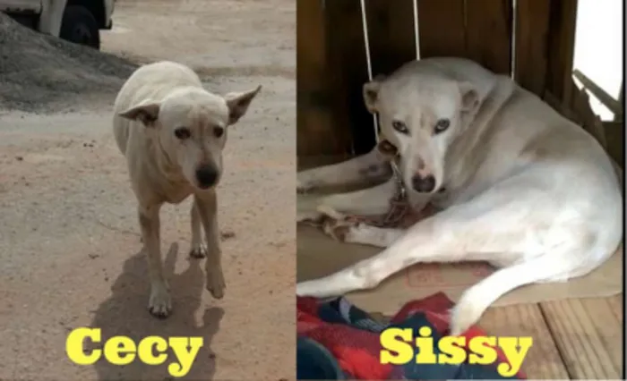 Cachorro ra a srd idade 3 anos nome Cecy e Sissy