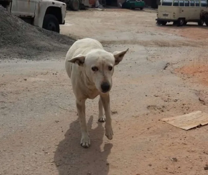 Cachorro ra a srd idade 3 anos nome Cecy e Sissy