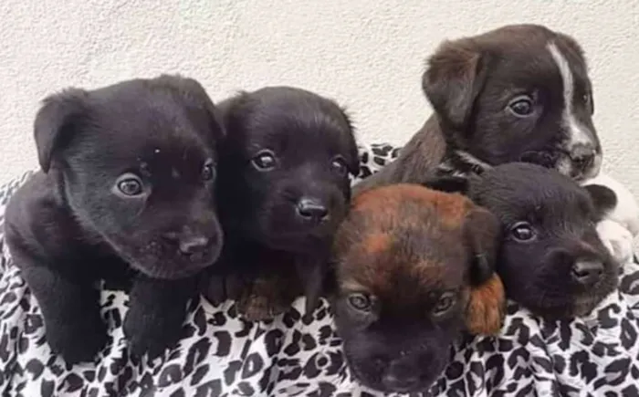 Cachorro ra a  idade Abaixo de 2 meses nome Filhotinhos