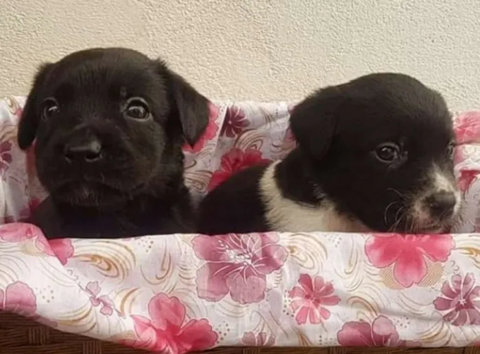 Cachorro ra a  idade Abaixo de 2 meses nome Filhotinhos