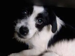 Cachorro raça  idade 2 a 6 meses nome Lili