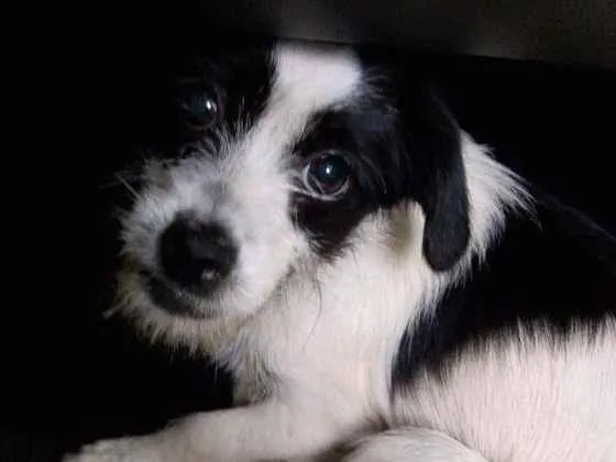 Cachorro ra a  idade 2 a 6 meses nome Lili