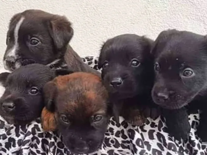 Cachorro ra a  idade Abaixo de 2 meses nome Filhotinhos