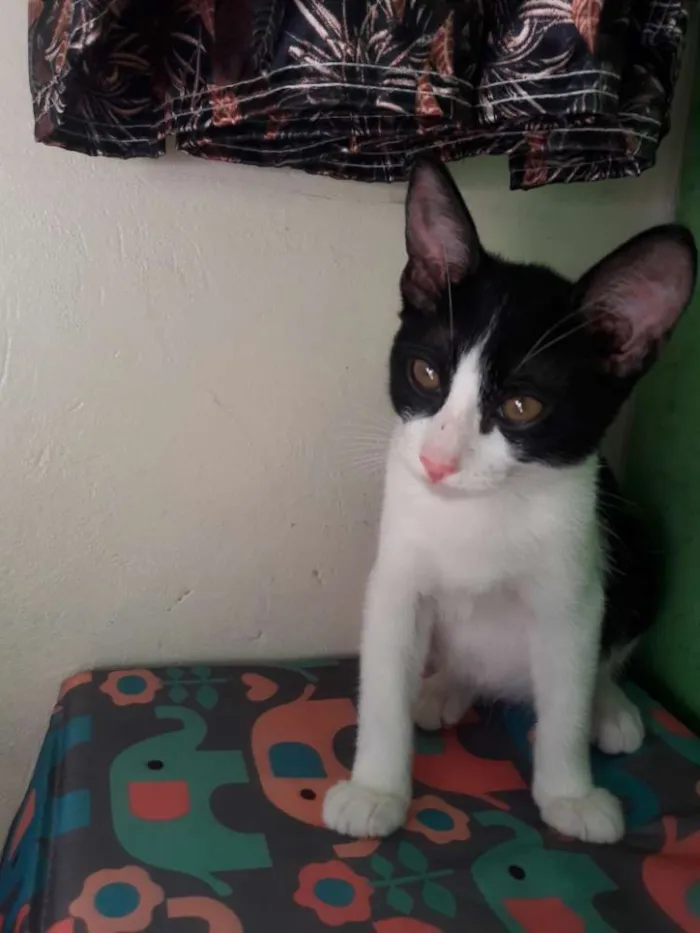 Gato ra a vira lata idade 2 a 6 meses nome Mike