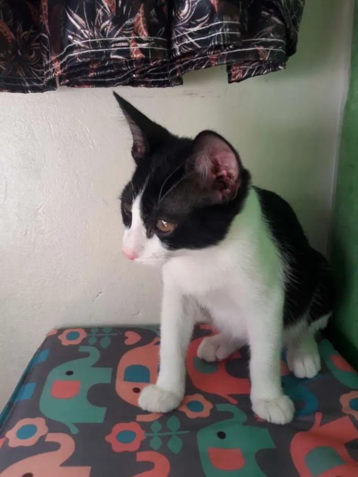 Gato ra a vira lata idade 2 a 6 meses nome Mike