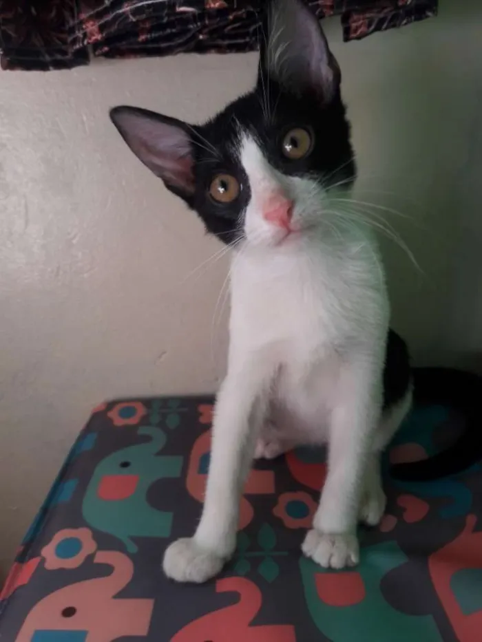 Gato ra a vira lata idade 2 a 6 meses nome Lucas