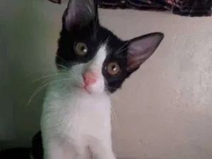 Gato raça vira lata idade 2 a 6 meses nome Lucas