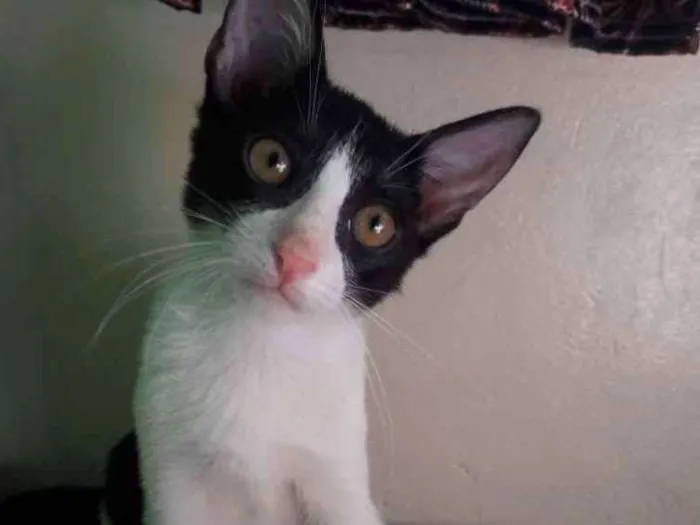 Gato ra a vira lata idade 2 a 6 meses nome Lucas
