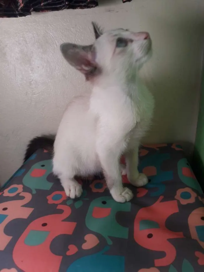 Gato ra a vira lata idade 2 a 6 meses nome Will