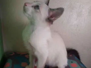 Gato raça vira lata idade 2 a 6 meses nome Will