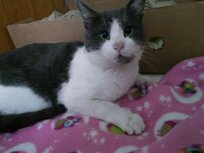 Gato ra a SRD idade 2 anos nome Theo