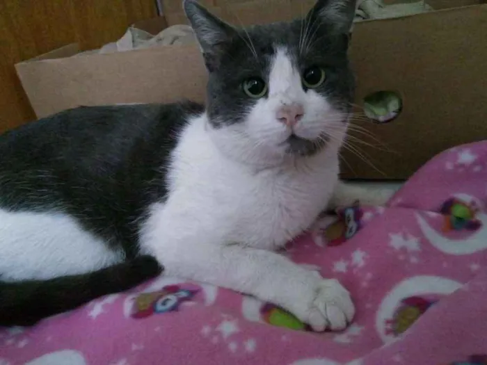 Gato ra a SRD idade 2 anos nome Theo