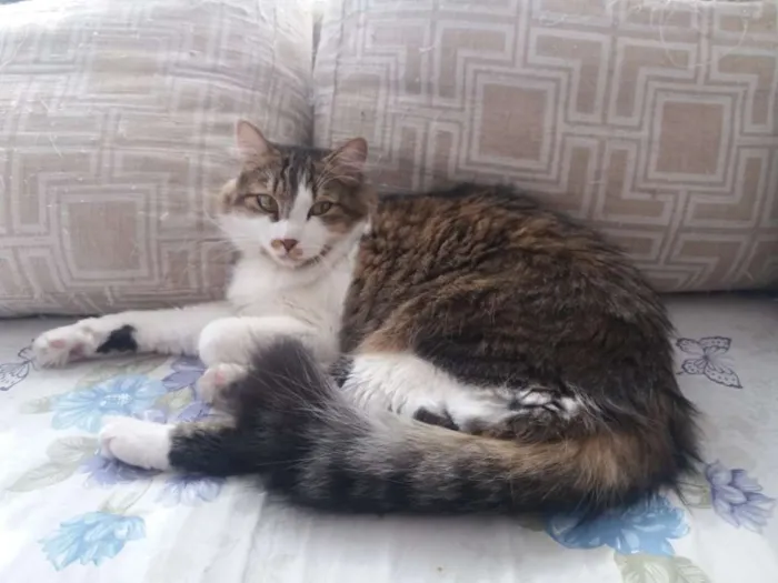 Gato ra a SRD idade 1 ano nome Sem Nome