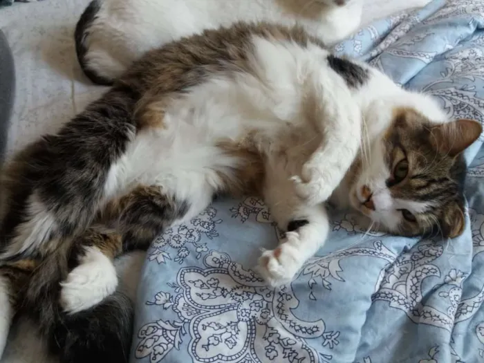 Gato ra a SRD idade 1 ano nome Sem Nome