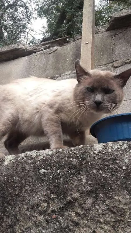 Gato ra a Siamês idade 2 anos nome Toquinho