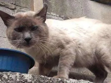 Gato ra a Siamês idade 2 anos nome Toquinho
