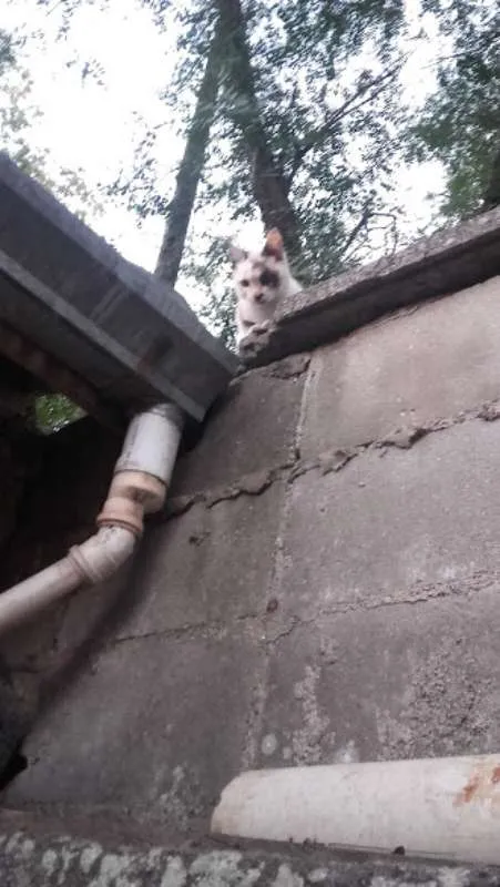 Gato ra a Indefinida idade 7 a 11 meses nome Lindinha