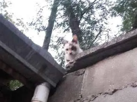 Gato ra a Indefinida idade 7 a 11 meses nome Lindinha
